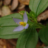 Exacum axillare Thwaites